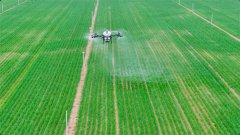 <b>块亩产达1620斤</b>